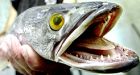 Frankenfish threatens Canadian waters