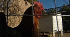Vancouver OK's more chicken coops