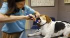 Veterinary costs often determine a pet's fate