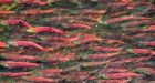 Commission outlines salmon stocks inquiry