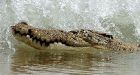 Australian study finds crocodiles surf the seas