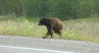 Woman riding bike chased down by bear