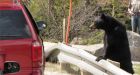 Bear feeding raises alarm in Jasper park