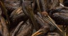 BP spill causes transatlantic tensions