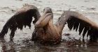 Gulf spill creates distrust of industry: TransCanada