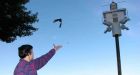 Scientist uncovers dirty secrets about birds' sex lives