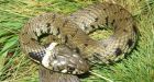 Study raises alarm over declining snake populations
