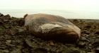 Beached whale prompts questions