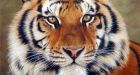 Zoo offers $20,000 reward for stolen tiger, camels