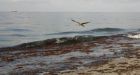 Leaked BP memo gives far worse spill figure