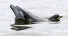 Oil spill stirs study, debate over health impacts