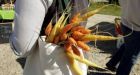 Organic pesticides can be worse than synthetic: study