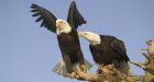 First Nations want to hunt eagles for ceremonial use