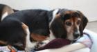 Puppy love for blind beagle