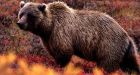 Donkey-killing grizzly bear on the loose in Alberta