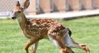 B.C. deer vs. dog video goes viral on YouTube