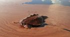 Some 70,000 turtle eggs to be whisked far from oil