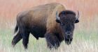 Bison anthrax outbreak in N.W.T. lowlands