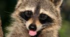 Man calls cops over raccoon