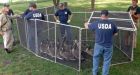 109 Canada geese euthanized in Oregon