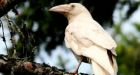 Birders flock to B.C. beach to see rare white raven