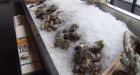 P.E.I. oysters in high demand after U.S. oil spill
