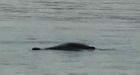 Leatherback turtle spotted off Halifax