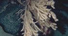 New sponge species found off St. John's