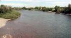 Fish feminizing in Alberta rivers