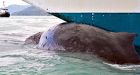 Dead whale pinned to cruise ship