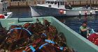 P.E.I. lobster landings hit all-time high