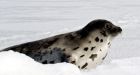 Inuit bid for EU seal ban exemption rejected