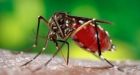 Mutant mosquitoes released in dengue fight