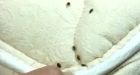 Bed bugs enjoy biting popularity on travel website