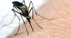Malaria deaths far higher than records show: experts