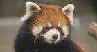 Panda paramour: Edmonton zoo ships red panda to U.S. to check out potential mate