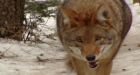 Coyote warning for new Halifax trail