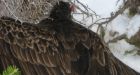 Turkey vulture rescued in Labrador