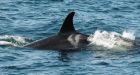 Orphaned killer whale Springer thriving in B.C.