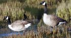 Kill Vancouver Island's Canada geese, biologists say