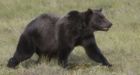 Grizzly bear charges N.W.T. hunters