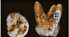 Siberian Fossils Were Neanderthals' Eastern Cousins, DNA Reveals