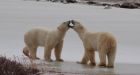 Polar bears not endangered, US confirms