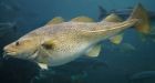 Cannibal cod could get protection
