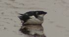 Small seabirds victims of foul weather