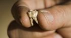 Teeth may provide oldest evidence of human remains