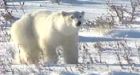 Iqaluit polar bear hunting quota goes up in 2011