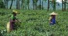Indian growers blame climate change for weak tea