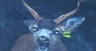 B.C. deer illegally shot with crossbow