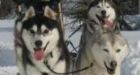 Threats related to slaughtered dogs being investigated